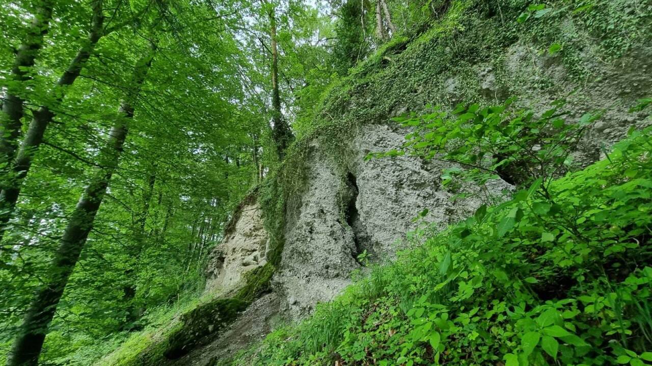 Wertvoller Lebensraum für Amphibien und Reptilien. 