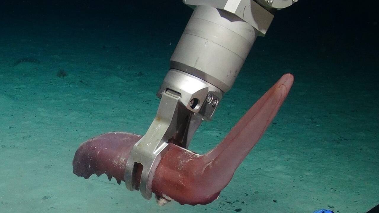Die Seegurke Psychropotes buglossa mit der auffälligen Farbe.  