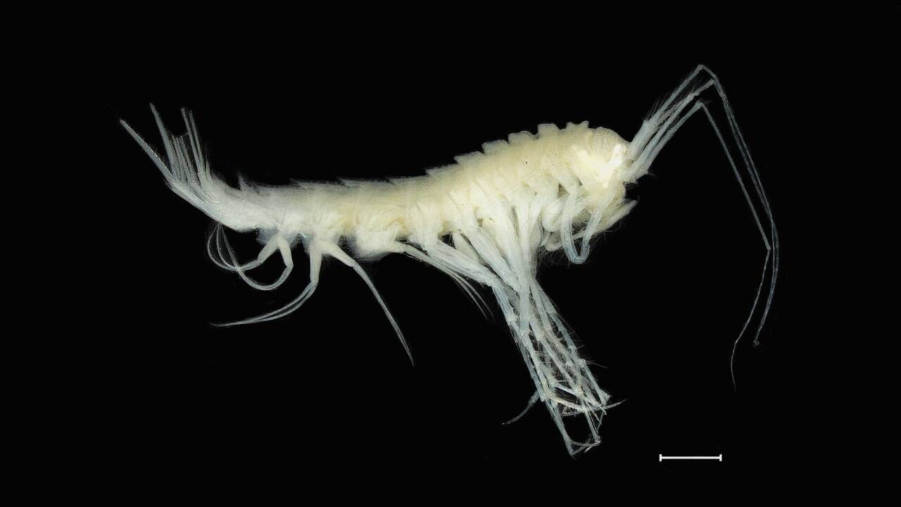 Krebstier Cunicolomaera grata – „Lieblingshöhle“.  