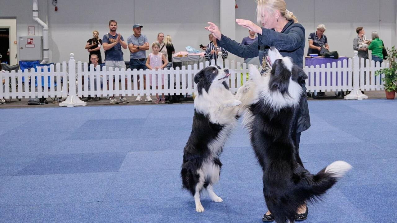 Martina Fischer zeigt mir ihren Boarder Collies auf der Salzburger Hundeausstellung das „Dogdancing“.  Martina Fischer zeigt mir ihren Boarder Collies auf der Salzburger Hundeausstellung das „Dogdancing“.