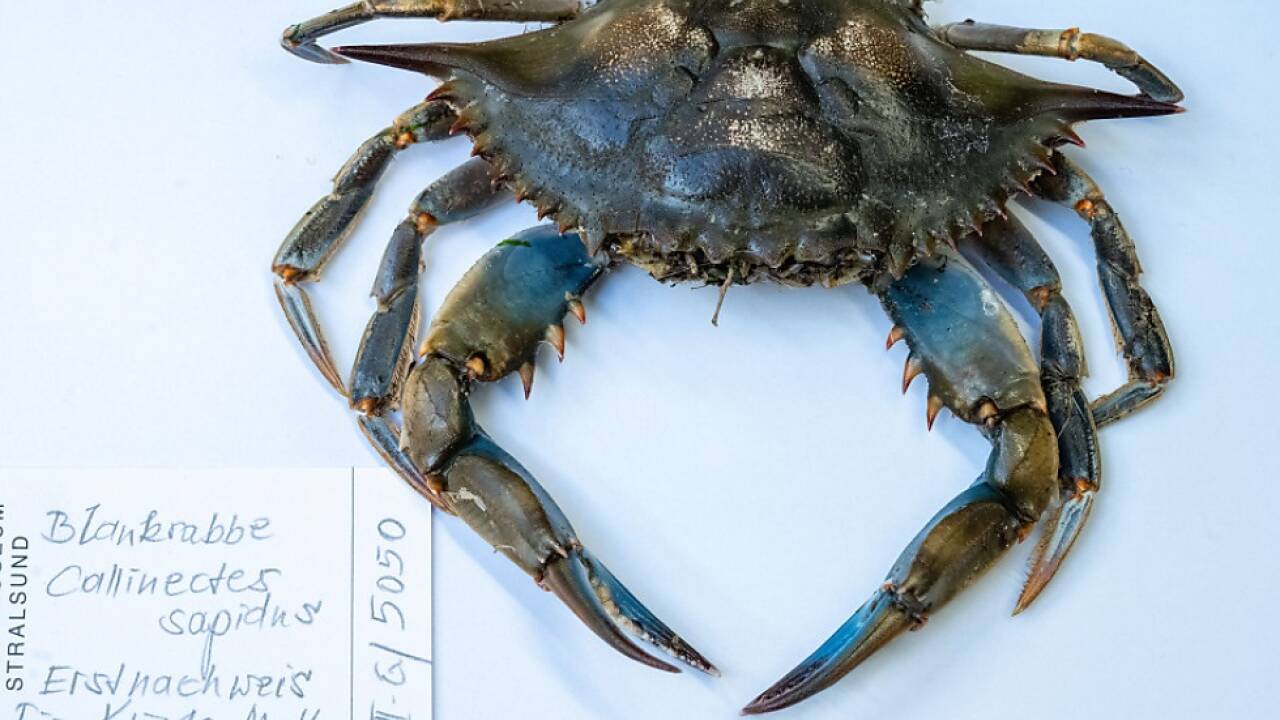 Krustentier verursacht italienischer Muschelproduktion schwere Schäden  Krustentier verursacht italienischer Muschelproduktion schwere Schäden