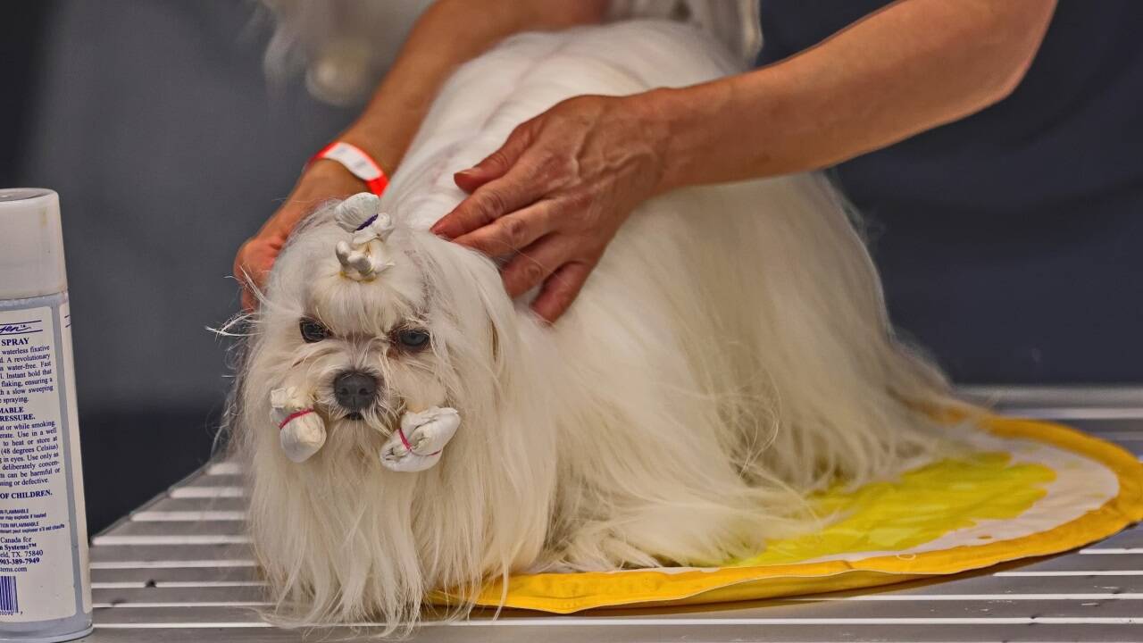 Warten auf den großen Auftritt? Bei der Hundeausstellung gibt es jedenfalls viel zu sehen.  