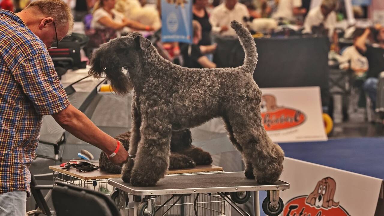 Warten auf den großen Auftritt? Bei der Hundeausstellung gibt es jedenfalls viel zu sehen.  