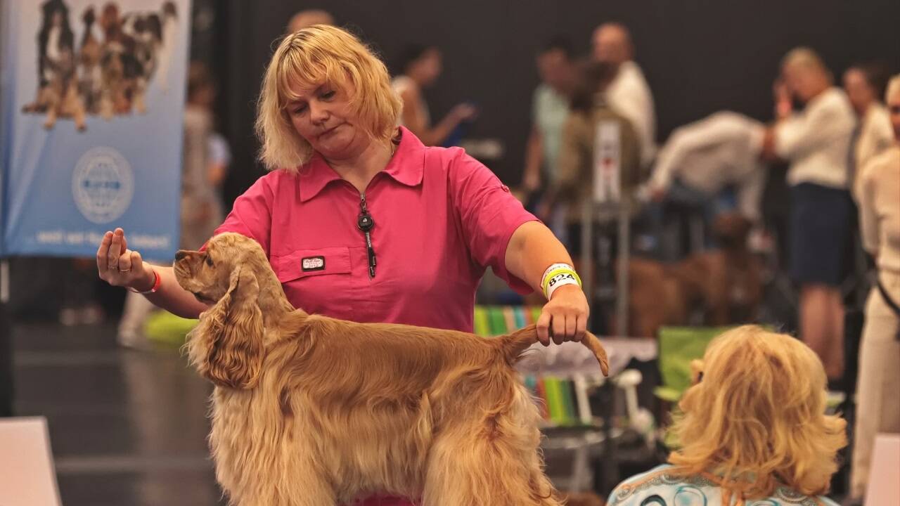 Warten auf den großen Auftritt? Bei der Hundeausstellung gibt es jedenfalls viel zu sehen.  