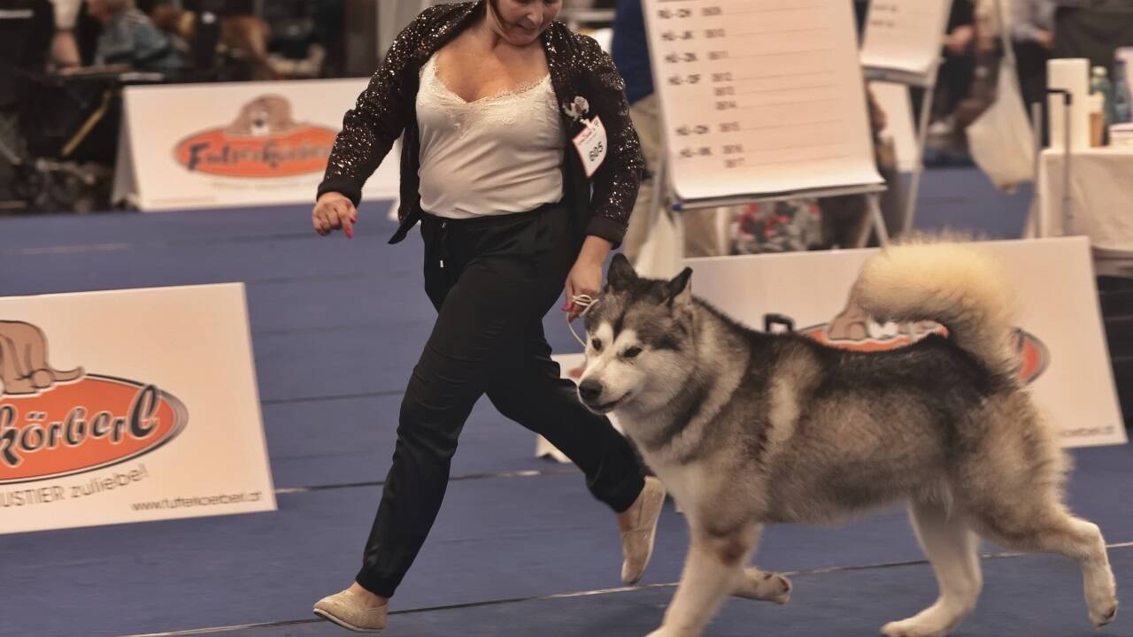Warten auf den großen Auftritt? Bei der Hundeausstellung gibt es jedenfalls viel zu sehen.  
