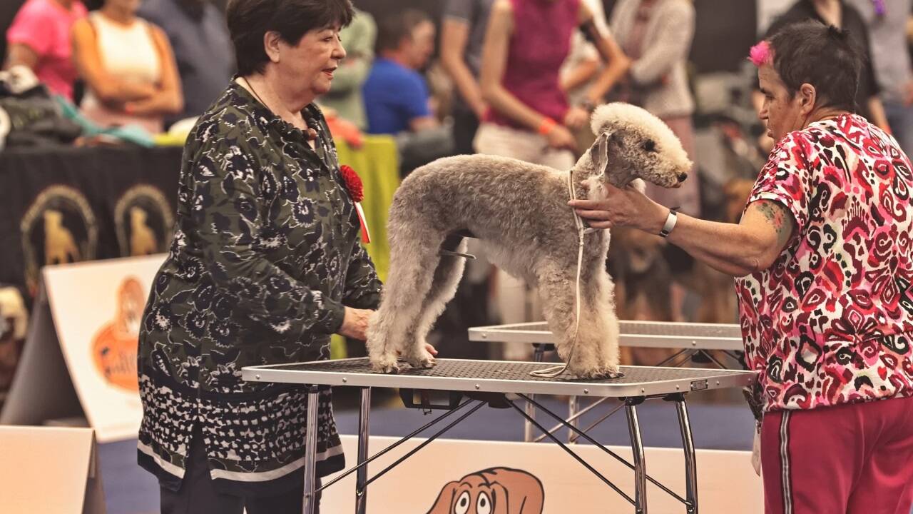 Warten auf den großen Auftritt? Bei der Hundeausstellung gibt es jedenfalls viel zu sehen.  