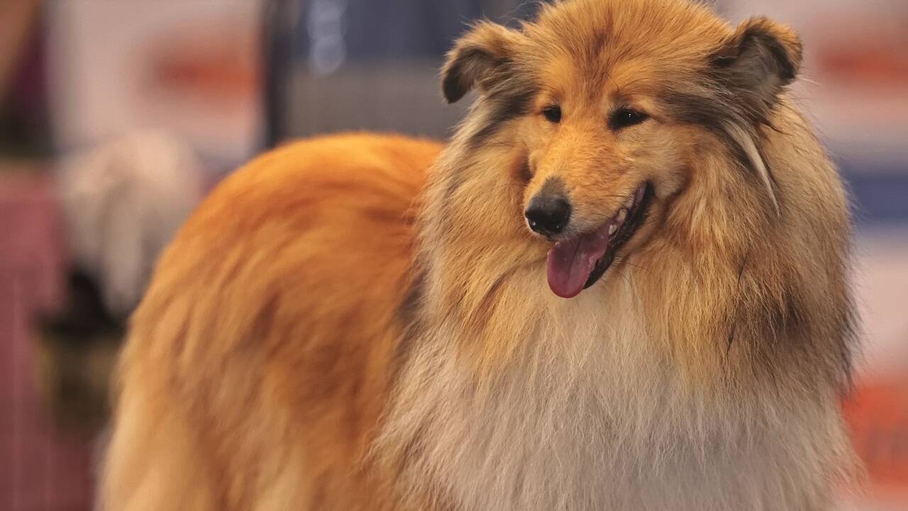 Warten auf den großen Auftritt? Bei der Hundeausstellung gibt es jedenfalls viel zu sehen.  
