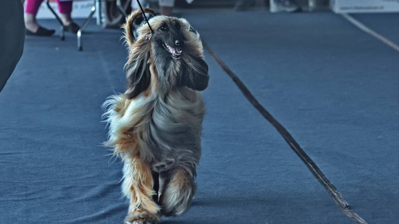 Warten auf den großen Auftritt? Bei der Hundeausstellung gibt es jedenfalls viel zu sehen.  