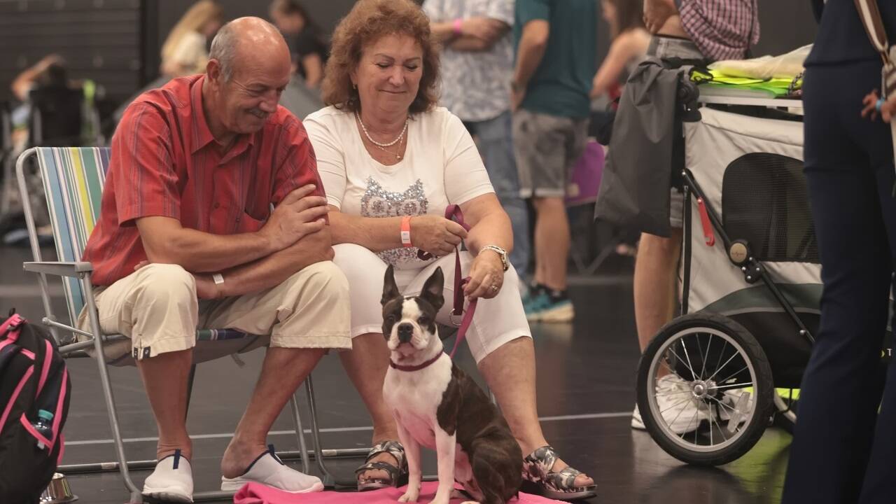 Warten auf den großen Auftritt? Bei der Hundeausstellung gibt es jedenfalls viel zu sehen.  