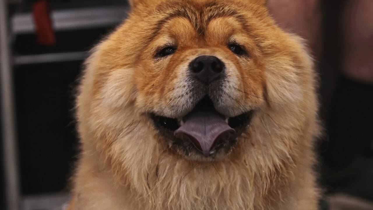 Warten auf den großen Auftritt? Bei der Hundeausstellung gibt es jedenfalls viel zu sehen.  