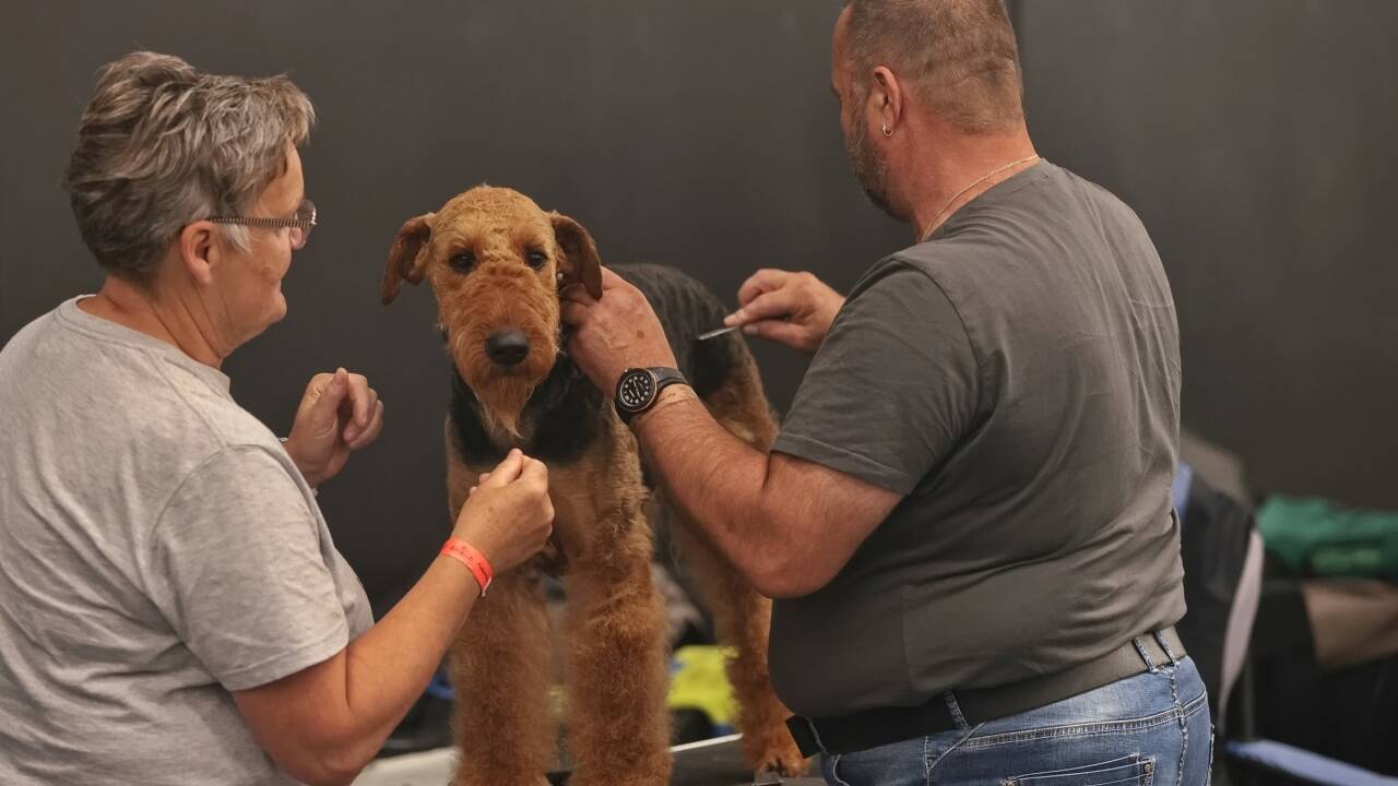 Warten auf den großen Auftritt? Bei der Hundeausstellung gibt es jedenfalls viel zu sehen.  