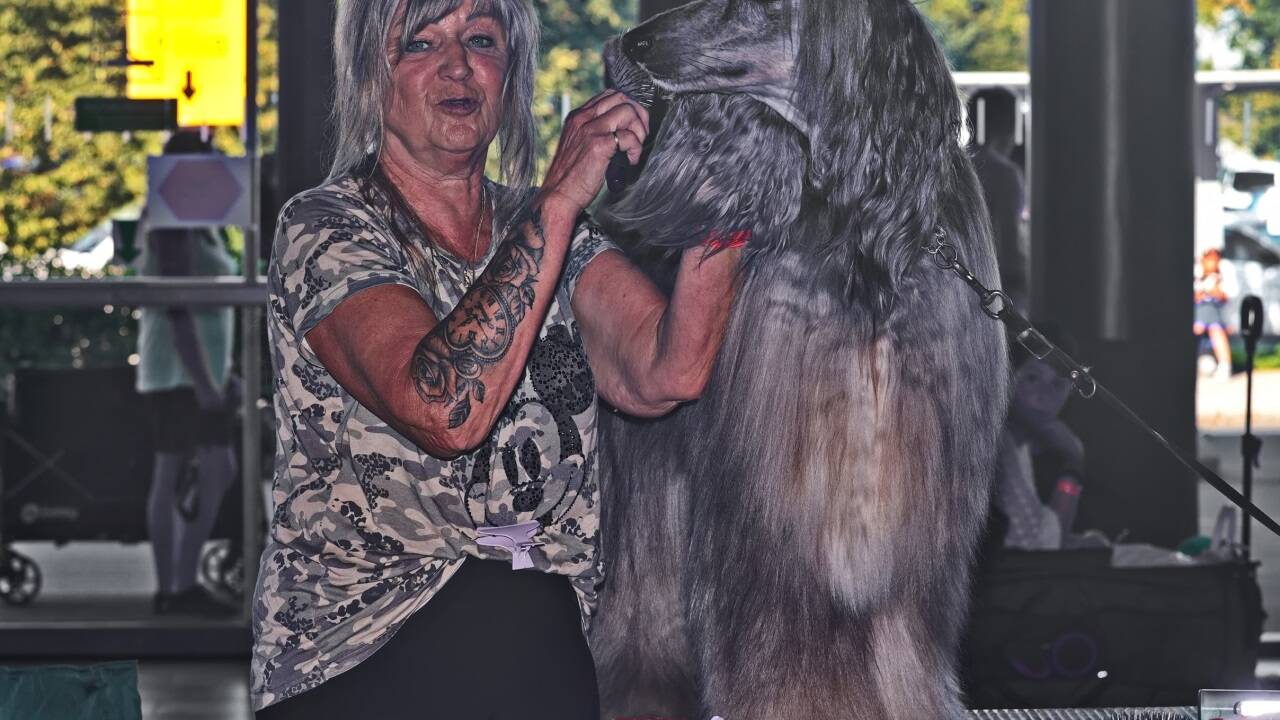 Warten auf den großen Auftritt? Bei der Hundeausstellung gibt es jedenfalls viel zu sehen.  