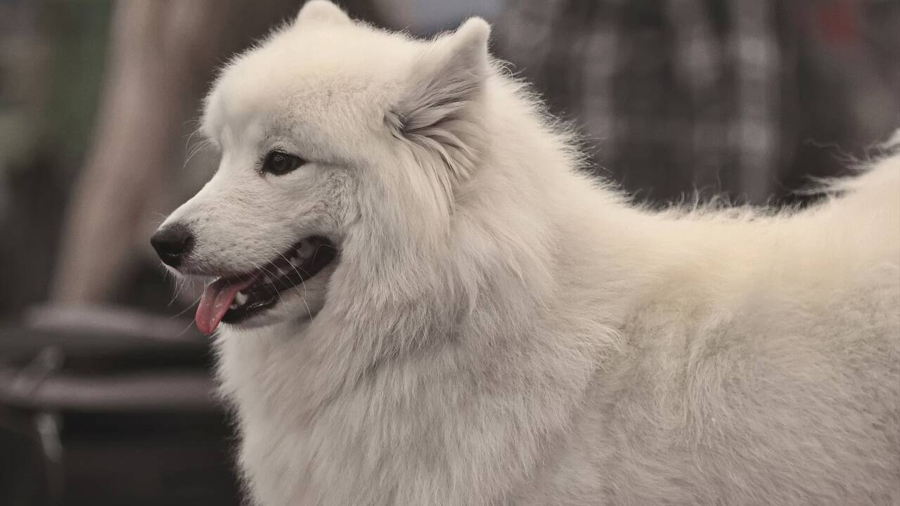 Warten auf den großen Auftritt? Bei der Hundeausstellung gibt es jedenfalls viel zu sehen.  