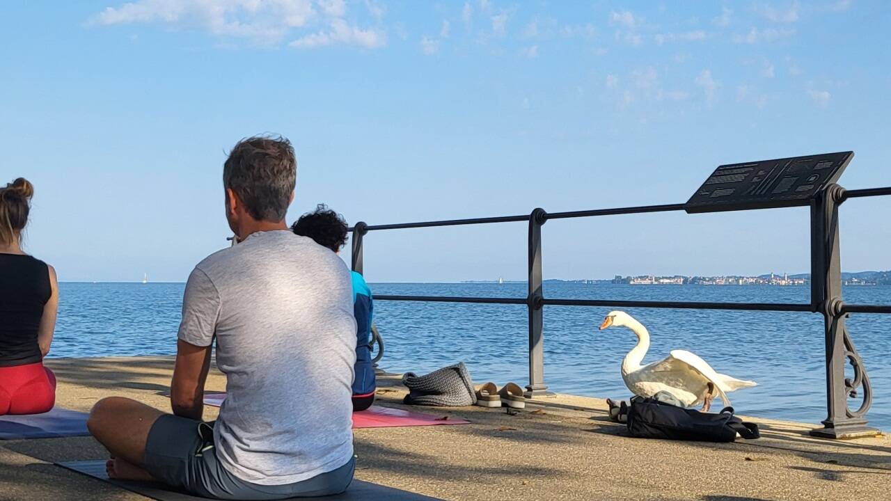 Zuerst den Kopf in die Höhe, dann den Kopf senken: Dieser Schwan am Bodensee mag Menschen so sehr, dass er sogar beim Yoga mitmacht.  