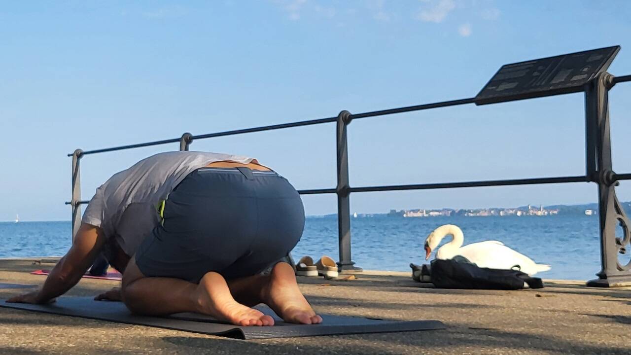 Zuerst den Kopf in die Höhe, dann den Kopf senken: Dieser Schwan am Bodensee mag Menschen so sehr, dass er sogar beim Yoga mitmacht.  