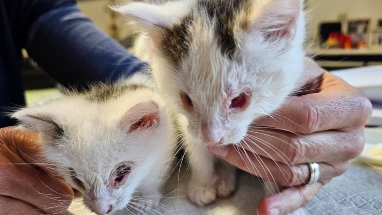 Manche Katzen haben so starke Augenentzündungen, dass ihnen die Augen entfernt werden müssen  