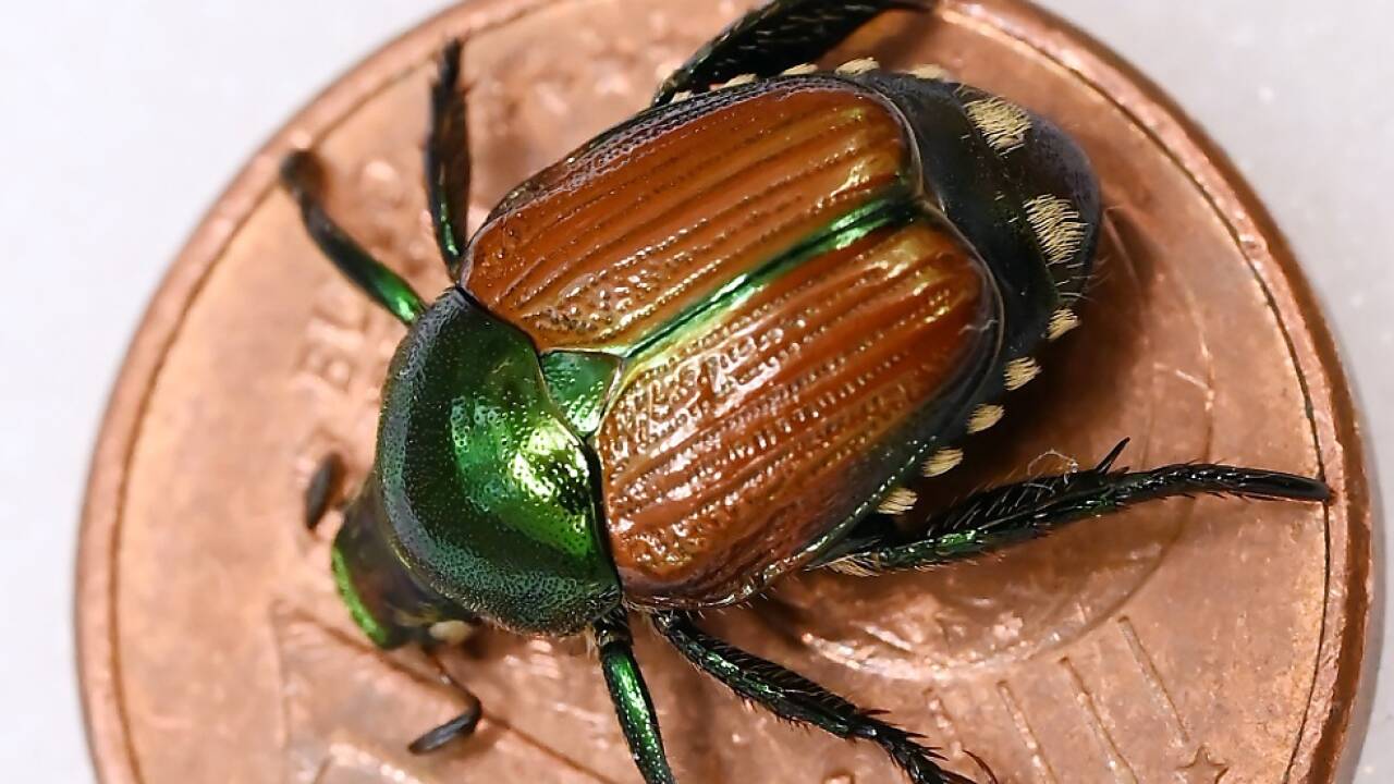 Der Japankäfer ist nicht sehr groß. Der Japankäfer ist nicht sehr groß.