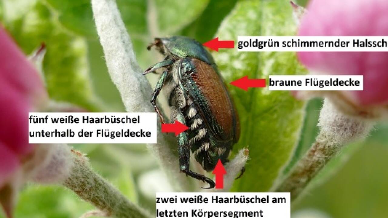 Ein Japankäfer und Hinweise, woran man ihn erkennen kann (Foto: PSD Hessen). Ein Japankäfer und Hinweise, woran man ihn erkennen kann (Foto: PSD Hessen).