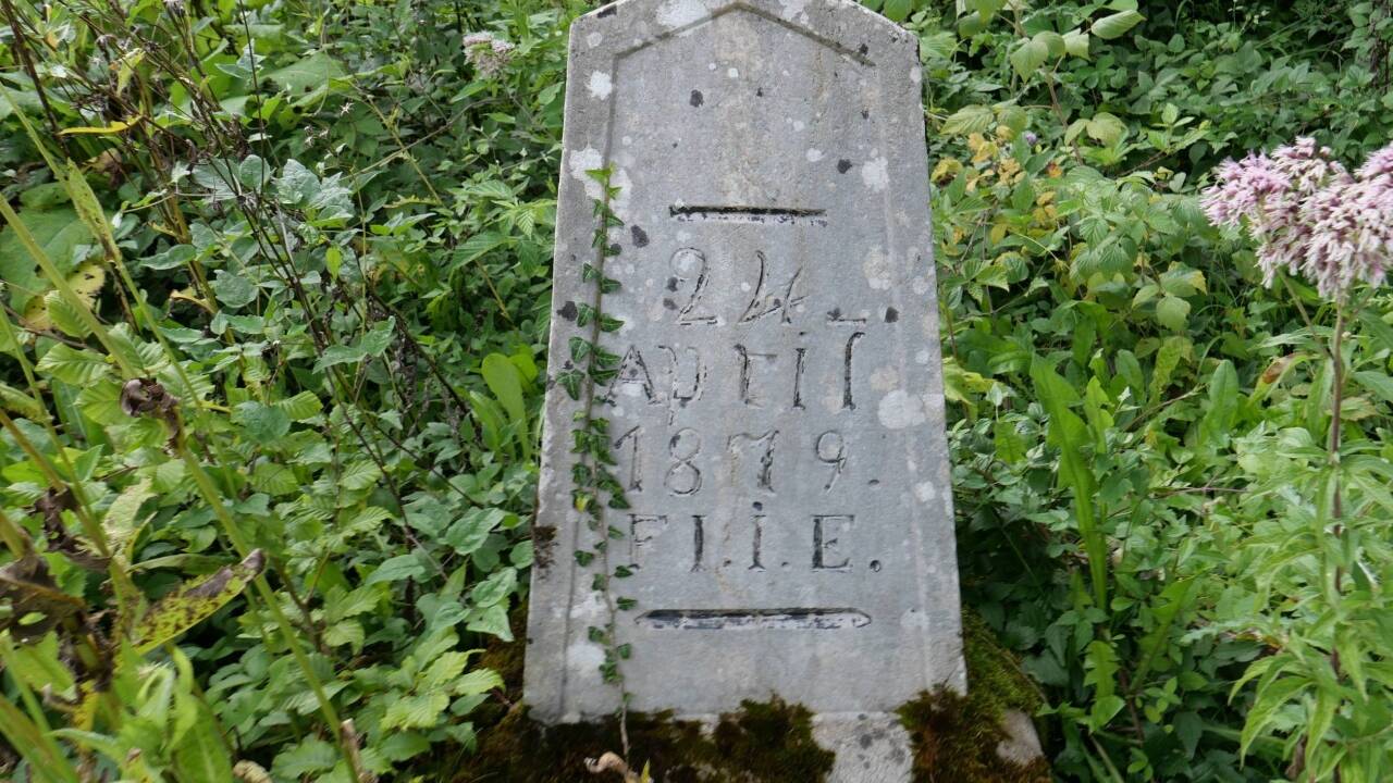 Der graue Stein inmitten des grünen Dickichts.  