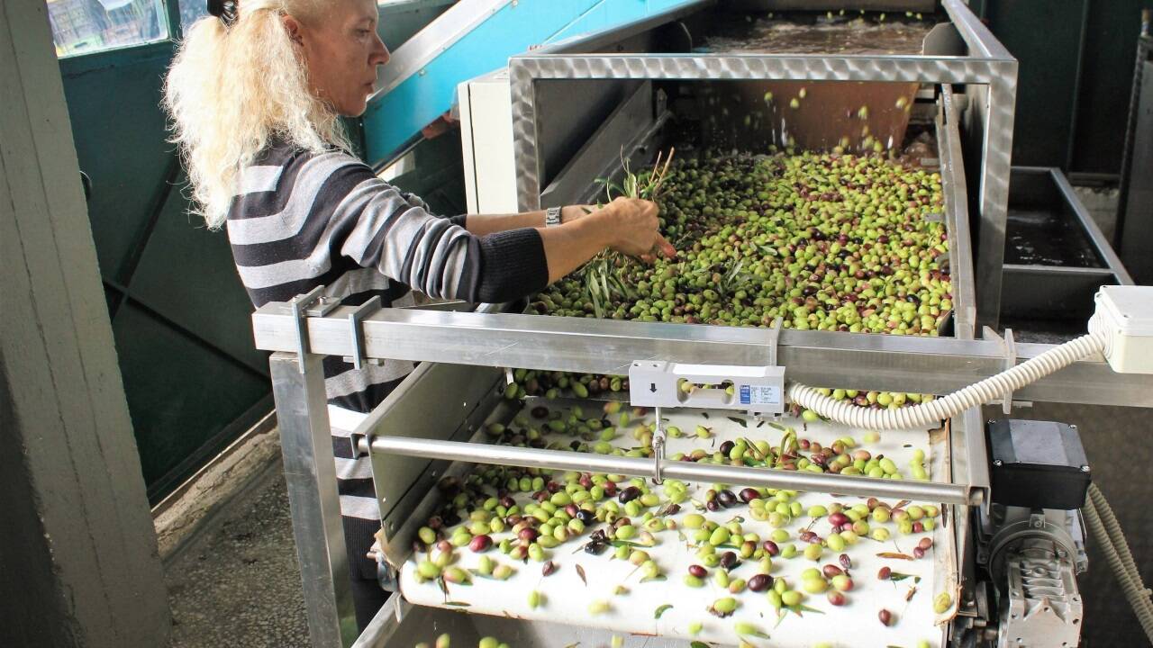 In kleineren Betrieben werden Oliven händisch geerntet und sofort verarbeitet. In kleineren Betrieben werden Oliven händisch geerntet und sofort verarbeitet.