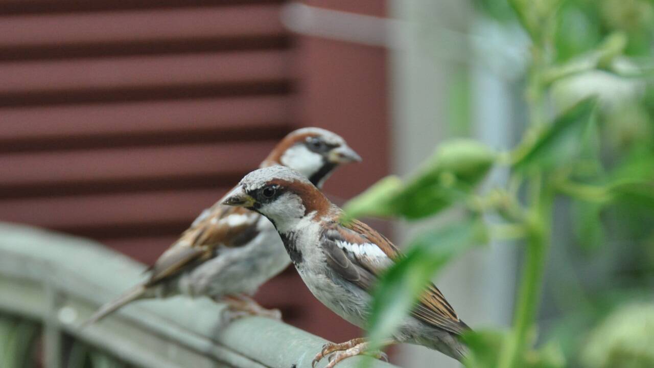 Zwei Vorzeigevögel beim Posing. Feldsperlinge oder Hausspatzen? Männlein oder Weiblein?  