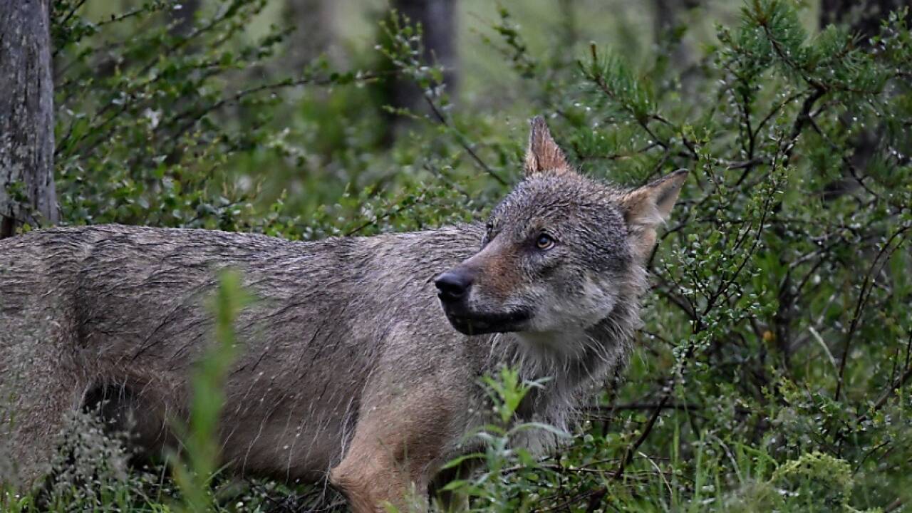 Die Wolfspopulation in Österreich ist 2023 gestiegen Die Wolfspopulation in Österreich ist 2023 gestiegen