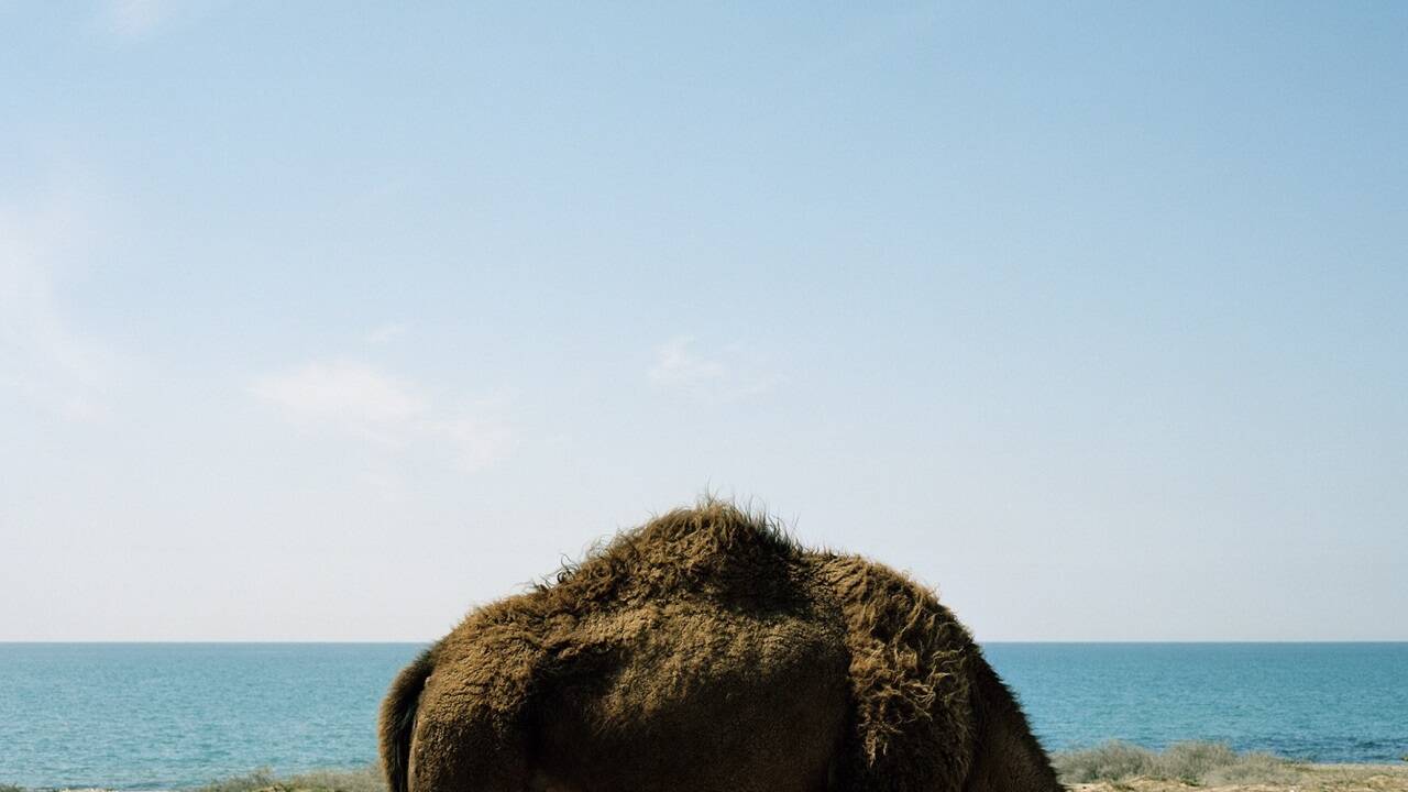 Ein Blick via Tierrücken auf das Kaspische Meer in Turkmenistan. 