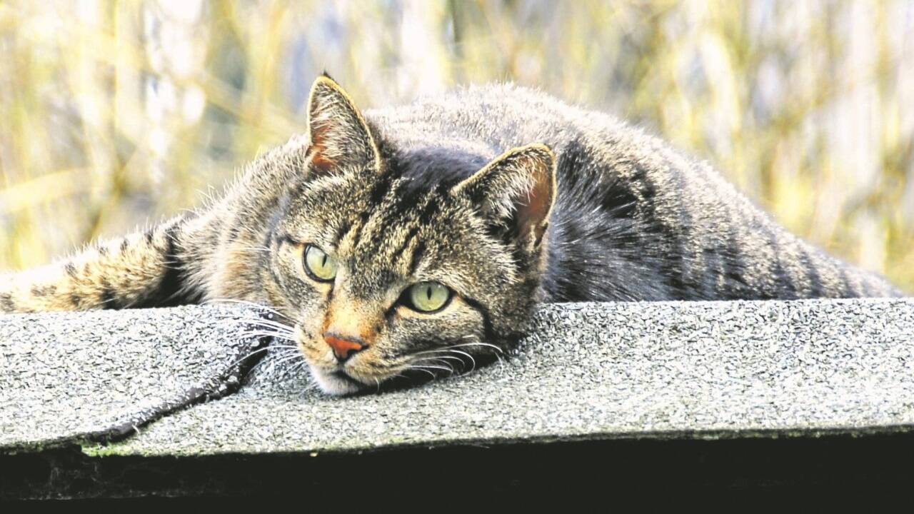 Jedes Jahr das gleiche Bild: Vor allem im Sommer werden viele Katzen einfach ausgesetzt.  Jedes Jahr das gleiche Bild: Vor allem im Sommer werden viele Katzen einfach ausgesetzt.