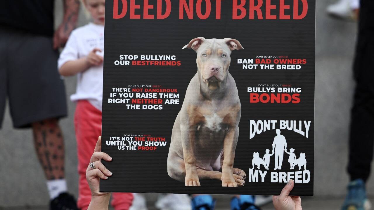 Im Oktober 2023 gingen Menschen in London gegen das inzwischen in Kraft getretene Verbot der Rasse XL Bully auf die Straße (Archivbild).  