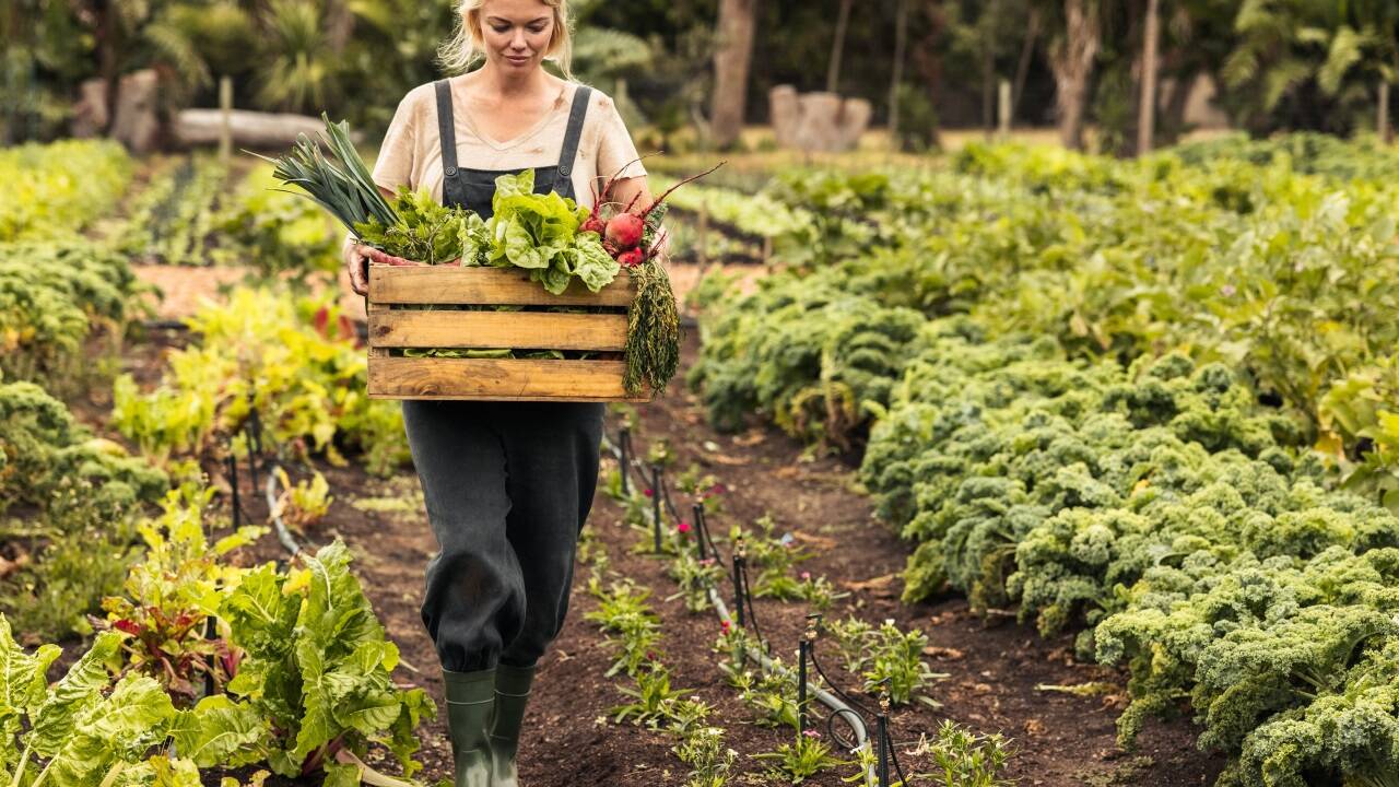 Knackiges, gesundes Gemüse wird auf den Biobauernhöfen in Schweden geerntet. 