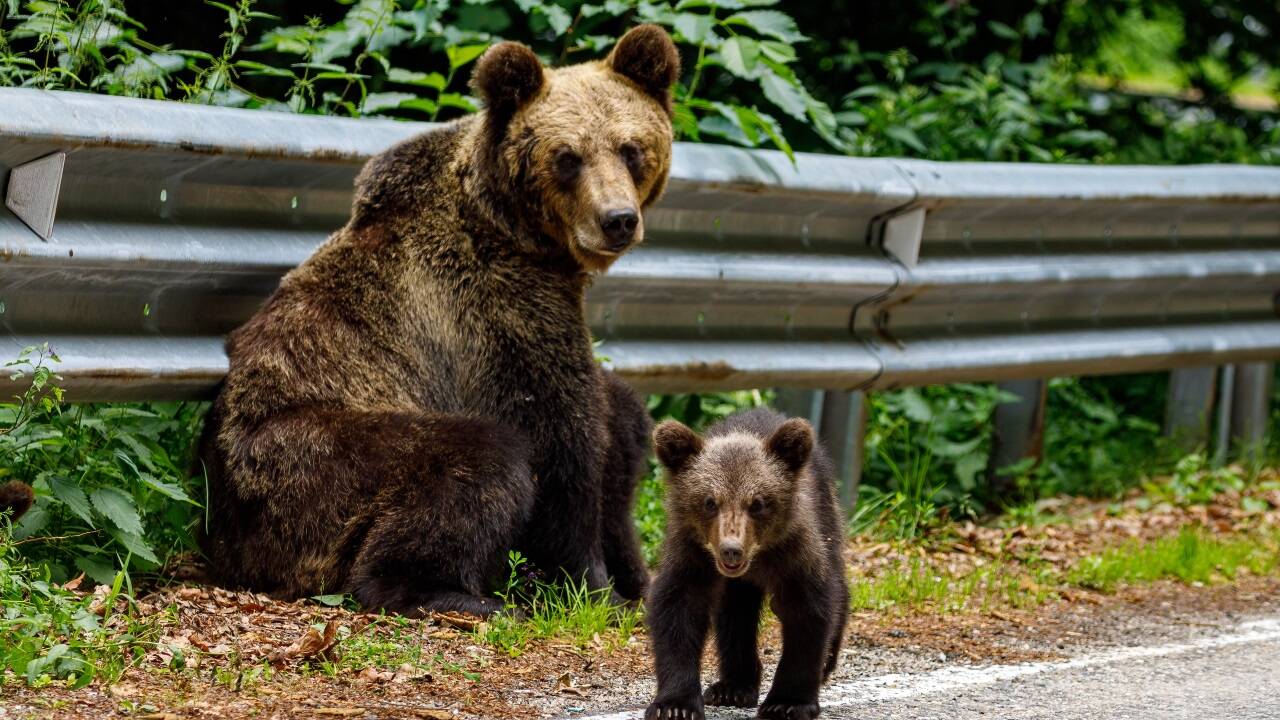 Eine Braunbärin mit ihrem Jungen in den Karpaten.  