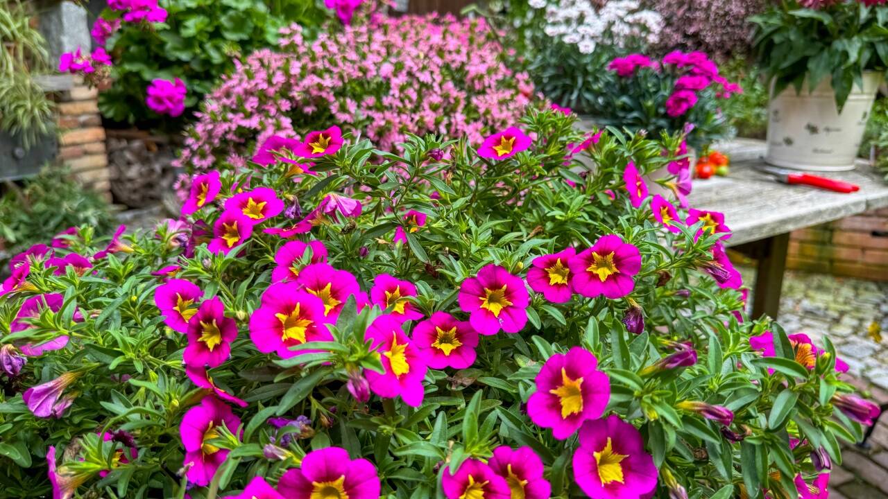 Blütenpracht in rosa. 