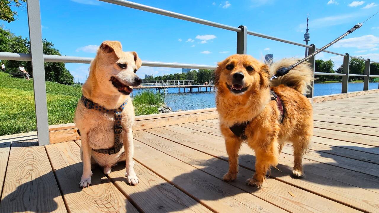 Immer mehr Gemeinden mit größerem Touristenaufkommen in Tirol und teils in Salzburg gehen dazu über, die jährliche Hundesteuer zu staffeln: Für den ersten Hund zahlt man bewusst weniger als für einen zweiten oder jeden weiteren Vierbeiner. Ein Grund dafür ist, dass die Beschwerden über Hundehalter, die ihre Vierbeiner frei laufen lassen bzw. deren Exkremente nicht ordnungsgemäß entsorgen, stark zunehmen. Mit der progressiv steigenden Hundegebühr will man Lenkungseffekte erzielen. Immer mehr Gemeinden mit größerem Touristenaufkommen in Tirol und teils in Salzburg gehen dazu über, die jährliche Hundesteuer zu staffeln: Für den ersten Hund zahlt man bewusst weniger als für einen zweiten oder jeden weiteren Vierbeiner. Ein Grund dafür ist, dass die Beschwerden über Hundehalter, die ihre Vierbeiner frei laufen lassen bzw. deren Exkremente nicht ordnungsgemäß entsorgen, stark zunehmen. Mit der progressiv steigenden Hundegebühr will man Lenkungseffekte erzielen.
