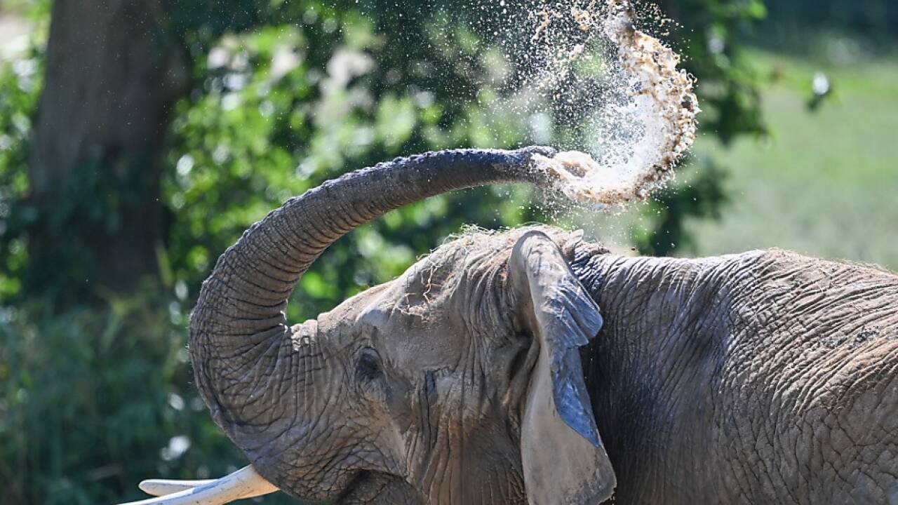 Auch bei Elefanten gibt es Links- und Rechtsrüssler 