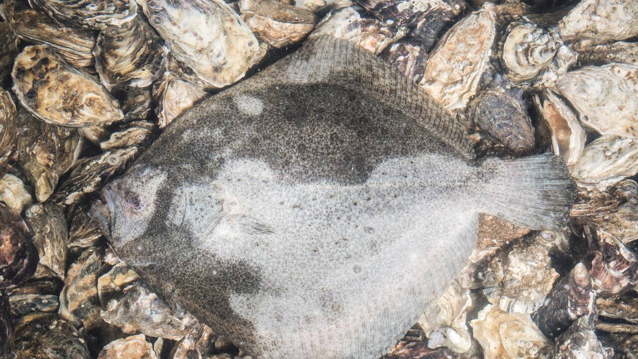 Damit der Steinbutt beim Braten nicht anklebt, verwendet Stiegler außergewöhnlich viel Olivenöl. Geschmacklich hebt sich dieser Fisch enorm von den meisten seiner Artgenossen ab. 