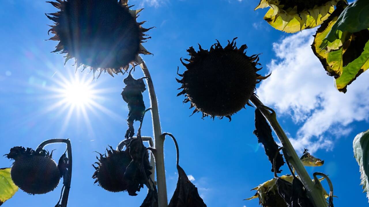 Sonnenblumen unter Hitzestress (Symbolbild) 