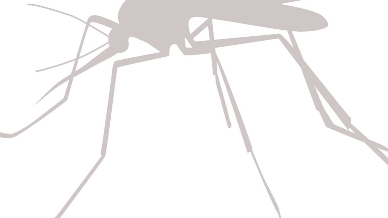 Infizierte Gelsen übertragen das West-Nil-Fieber.  