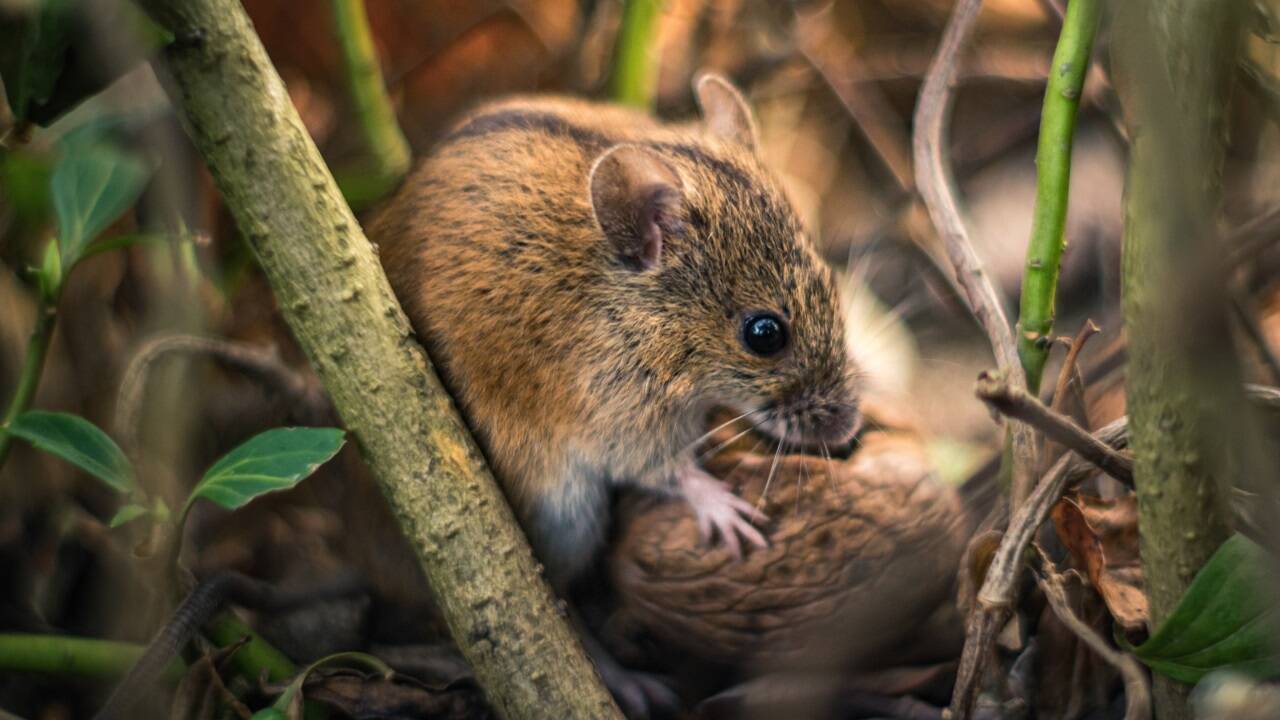 Die Haselmaus. 