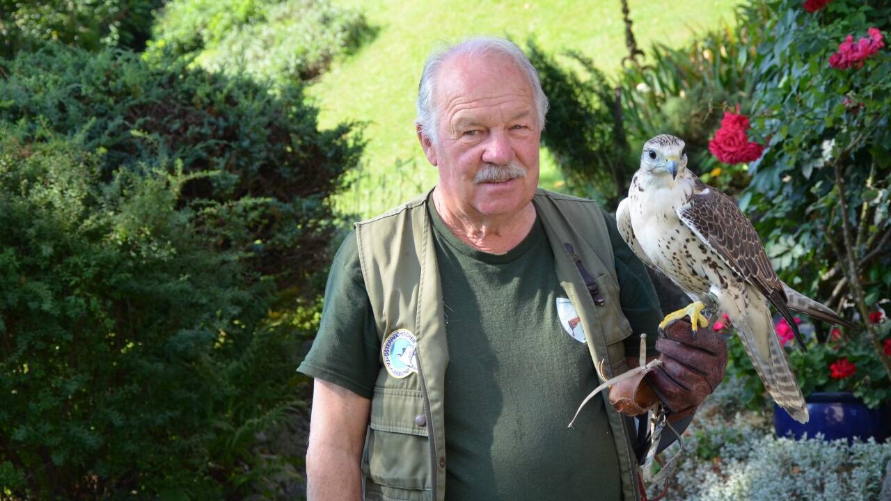 Seit über 50 Jahren geht Josef Hiebeler seiner Leidenschaft als Falkner nach. Seit über 50 Jahren geht Josef Hiebeler seiner Leidenschaft als Falkner nach.