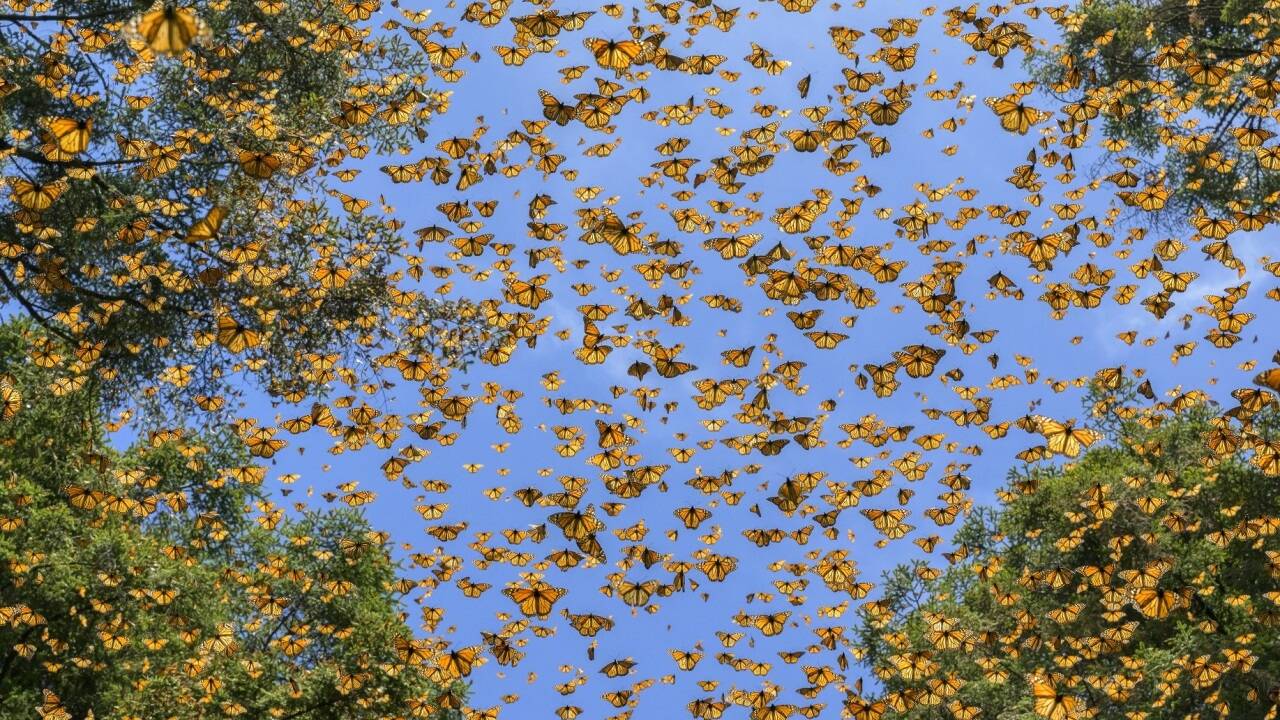 Schmetterlinge strömen durch geschützte einheimische Tannenwälder im Monarch<br />Schmetterlings-Biosphärenreservat in Mexiko. Die Berghänge des Oyamel-Waldes<br />sorgen für ein ideales Überwinterungs-Mikroklima. Michoacán, Mexiko, 24. Februar 2023.  Schmetterlinge strömen durch geschützte einheimische Tannenwälder im Monarch<br />Schmetterlings-Biosphärenreservat in Mexiko. Die Berghänge des Oyamel-Waldes<br />sorgen für ein ideales Überwinterungs-Mikroklima. Michoacán, Mexiko, 24. Februar 2023.