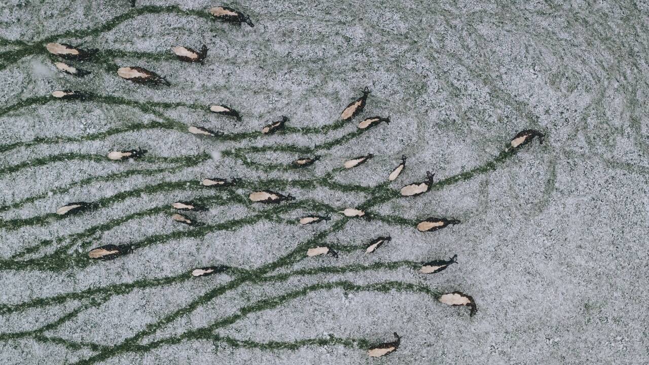 Spuren im Schnee: Kühe auf einer Weide in Fusch an der Glocknerstraße. 