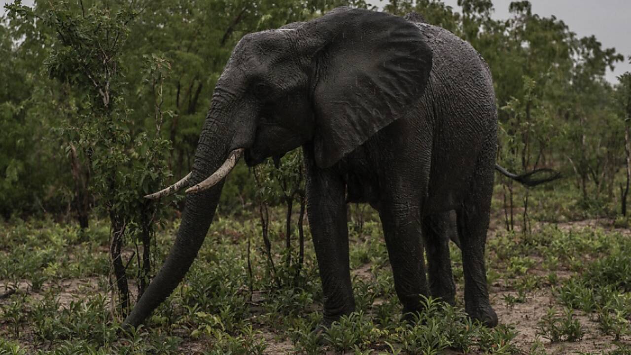 Insgesamt leben rund 100.000 Elefanten in Simbabwe 
