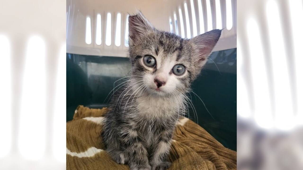 Für Katzenkinder ist die Transportbox (noch) kein Problem. Regelmäßiges Üben verhindert, dass Ängste überhaupt aufkommen. 