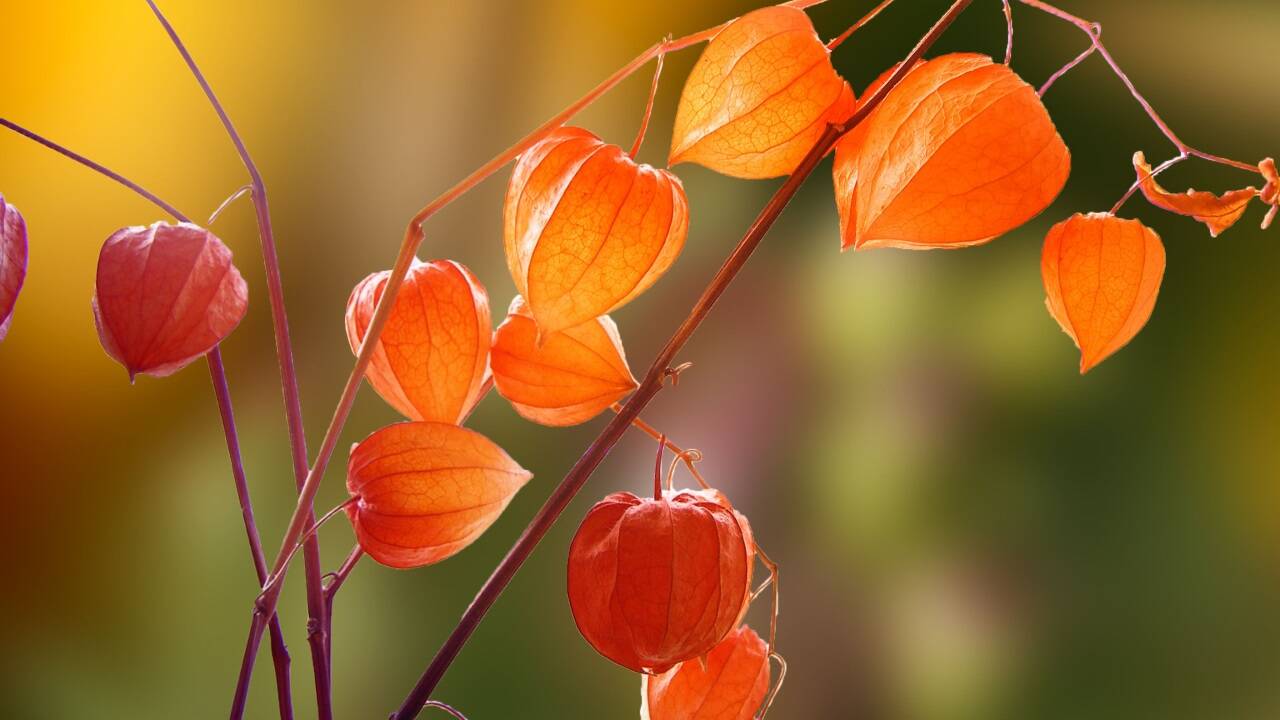 Der Garten zeigt sich im Herbst in farbenprächtigem Übergang. Die kürzeren Tage bedeuten keinesfalls, dass die Gartensaison vorbei ist. 