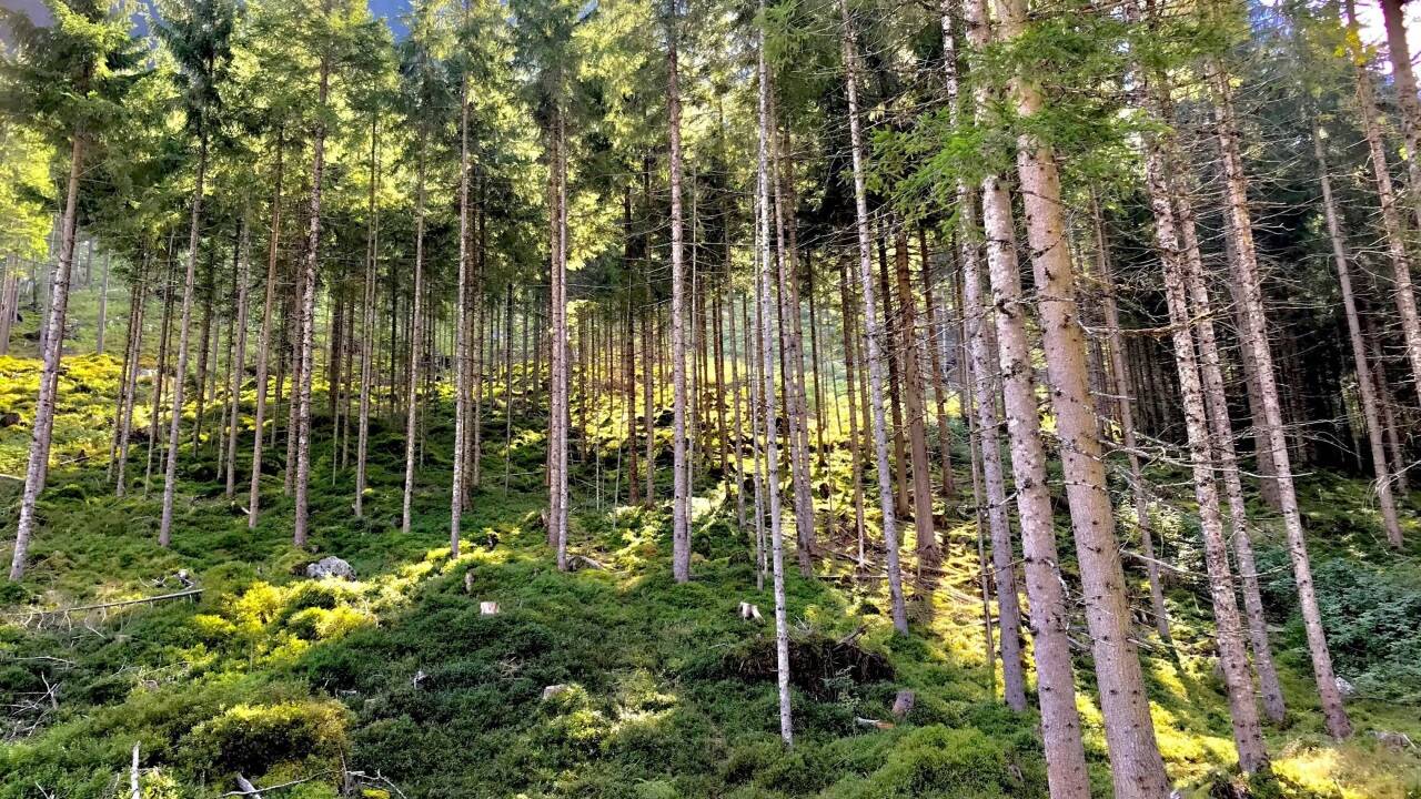 Störungen durch Klimawandel verändern vor allem Europas Fichtenwälder SN.at