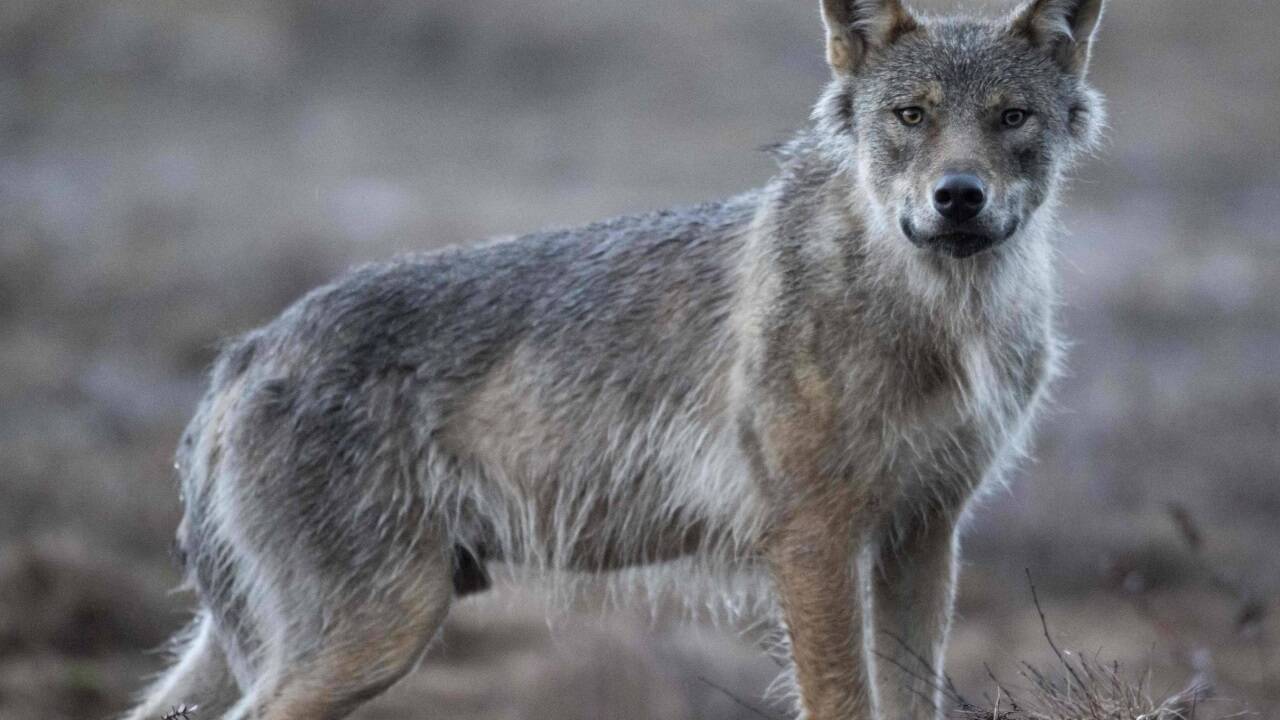 Streitfall Wolf. 