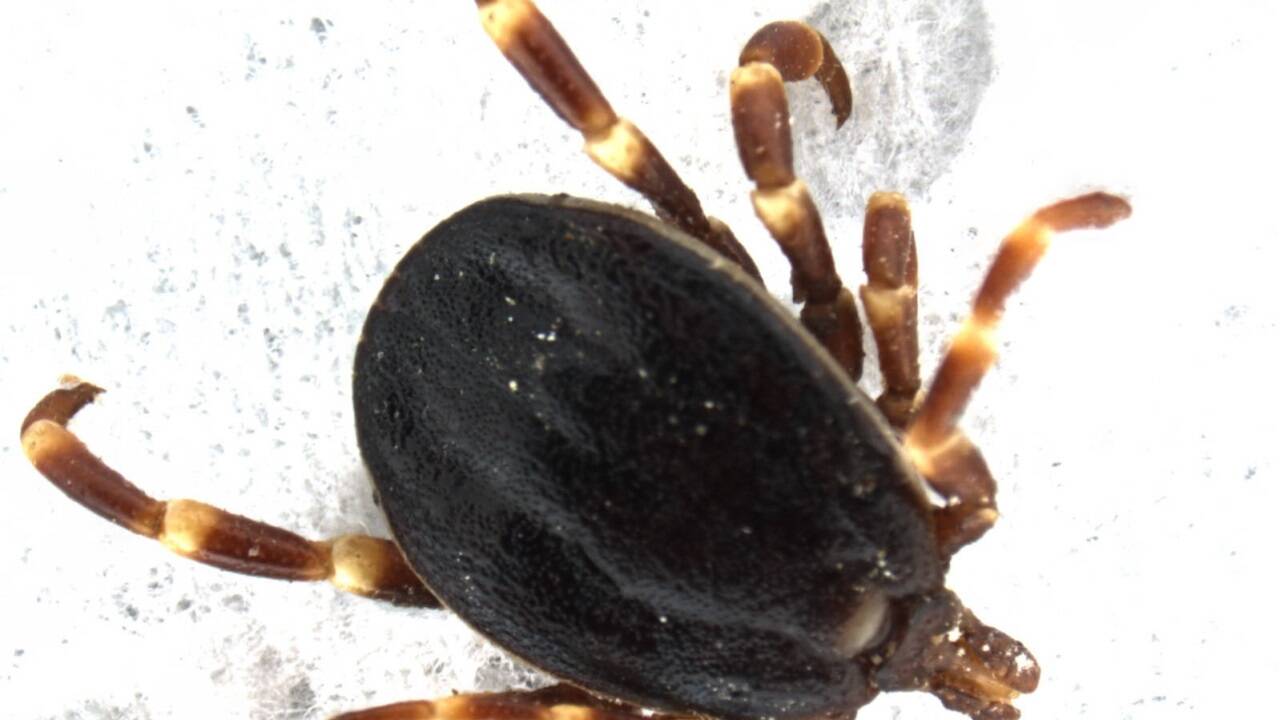 Die Zeckenart Hyalomma marginatum (undatiertes Archivbild der Veterinärmedizinischen Universität Wien).  