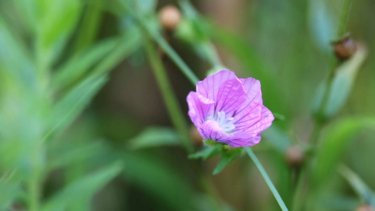 Der Klebrige Lein (Linum viscosum) ist in den westlichen Nordalpen stark gefährdet. Im Bundesland Salzburg kommt er nach Angaben des Botanischen Gartens der Paris-Lodron-Universität Salzburg an sechs Standorten vor. Er profitiert demnach von der Mahd im späten Hochsommer.<br /><br />  Der Klebrige Lein (Linum viscosum) ist in den westlichen Nordalpen stark gefährdet. Im Bundesland Salzburg kommt er nach Angaben des Botanischen Gartens der Paris-Lodron-Universität Salzburg an sechs Standorten vor. Er profitiert demnach von der Mahd im späten Hochsommer.<br /><br />