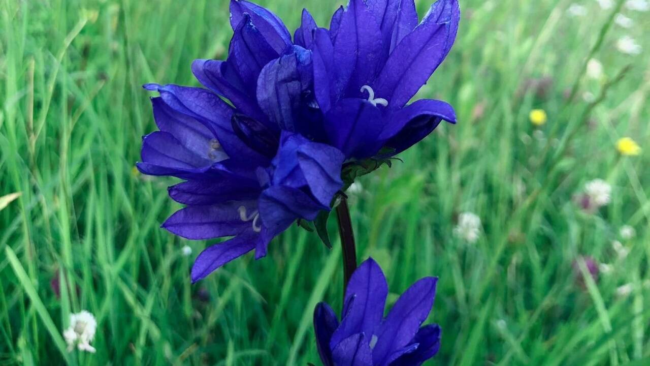 Die Knäuel-Glockenblume (Campanula glomerata) ist an 71 Standorten im Bundesland Salzburg vertreten, leidet aber unter der landwirtschaftlichen Intensivierung.<br /><br />  Die Knäuel-Glockenblume (Campanula glomerata) ist an 71 Standorten im Bundesland Salzburg vertreten, leidet aber unter der landwirtschaftlichen Intensivierung.<br /><br />