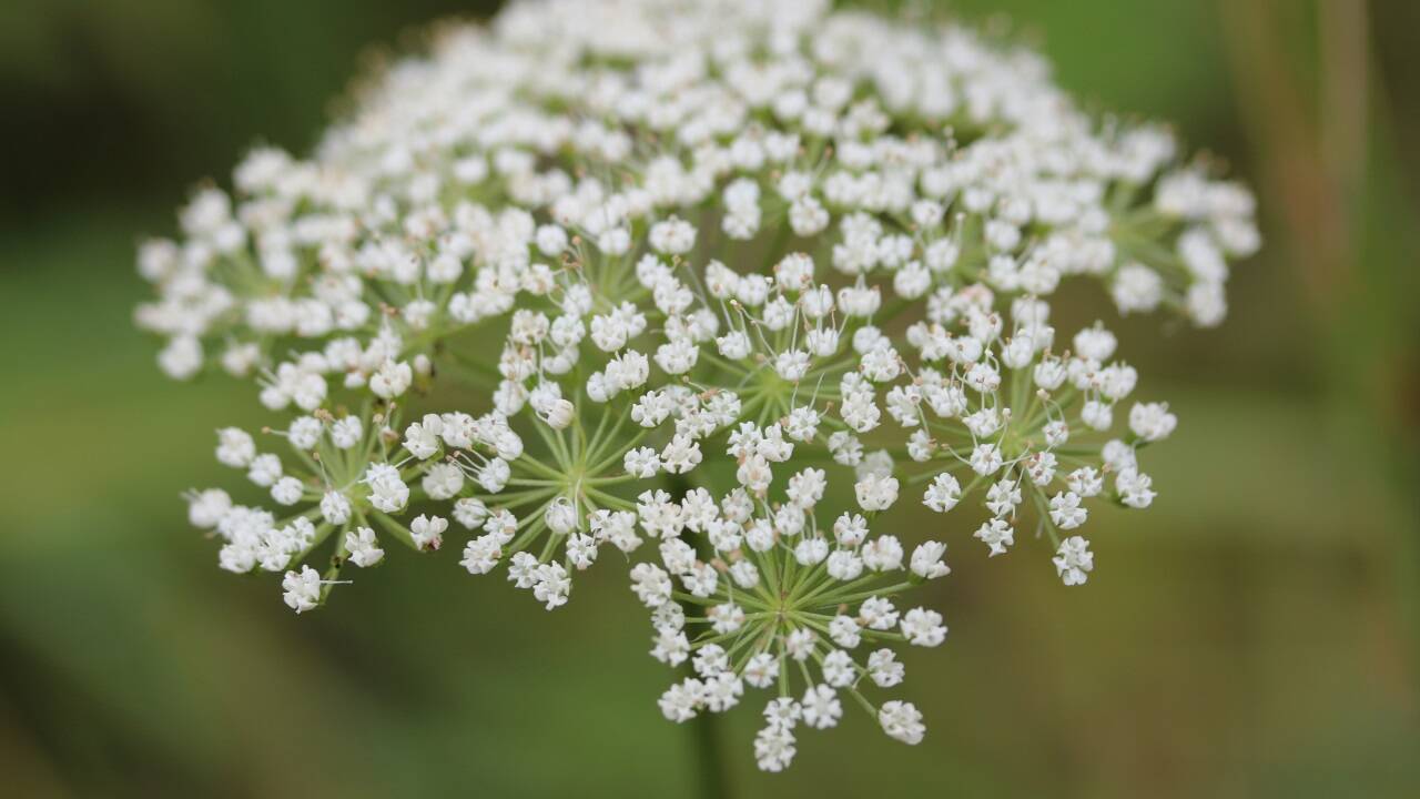 Wiesensilge (Silaum silaus). Derzeit sind 26 Standorte im Land Salzburg bekannt, vorwiegend in den nördlichen Bereichen.<br /><br />  Wiesensilge (Silaum silaus). Derzeit sind 26 Standorte im Land Salzburg bekannt, vorwiegend in den nördlichen Bereichen.<br /><br />